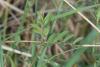 Megoura viciae